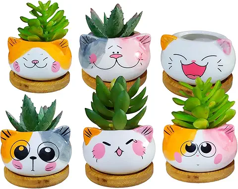 indoor plants best affordable gift ideas  